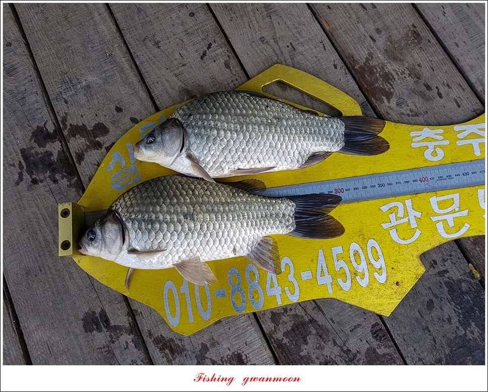 늘푸른실리곡한버들 월척 조황 (조황조행기 - 특파원조황)