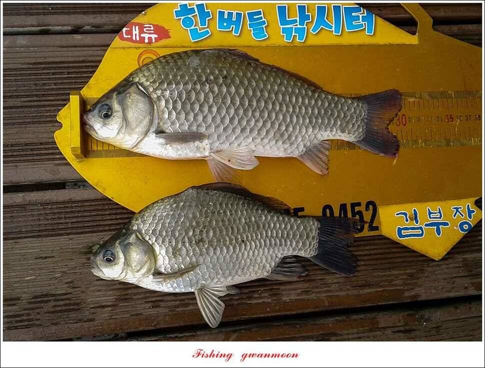 신매 허리급실리곡한버들 월척 및 마릿수 조황 (조황조행기 - 특파원조황)