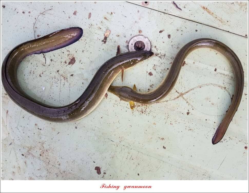 신매 405 cm서유석 장어돌감실리곡신리 월척 조황 (조황조행기 - 특파원조황)