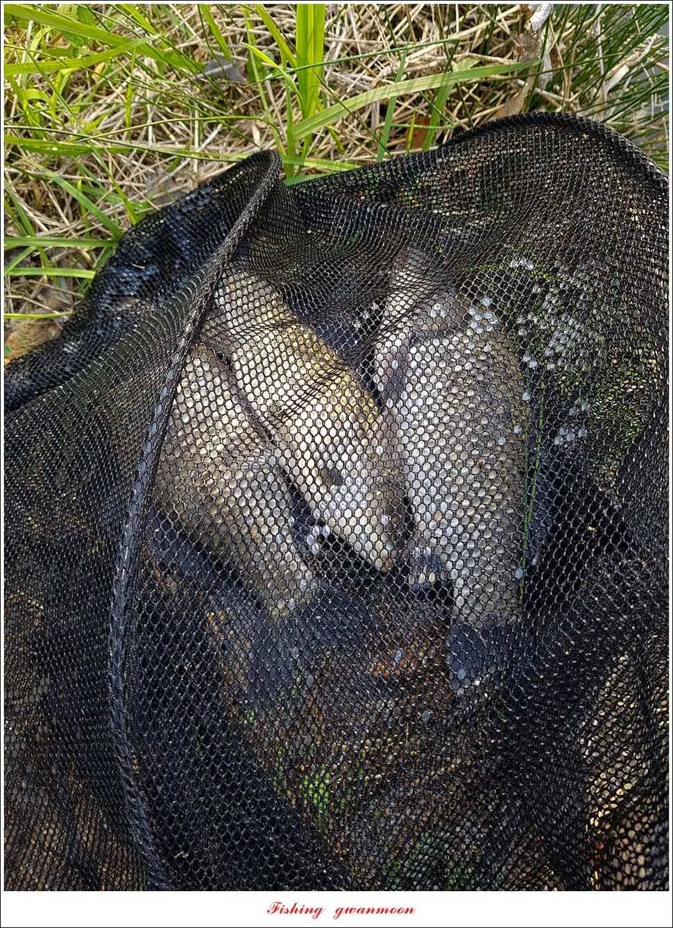 실리곡 사짜화곡지 사짜한버들 38cm 조황 (조황조행기 - 특파원조황)