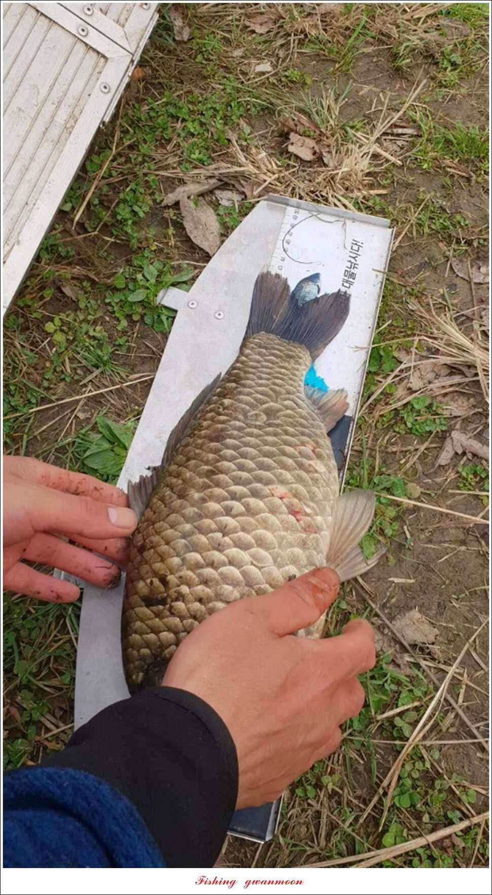 매전지 사짜달천강 사짜추평지 조황 (조황조행기 - 특파원조황)