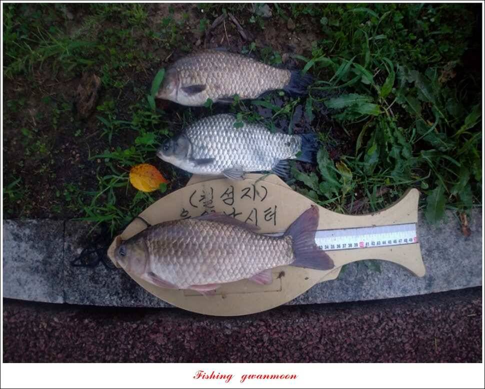 실리곡칠성지 월척 조황 (조황조행기 - 특파원조황)