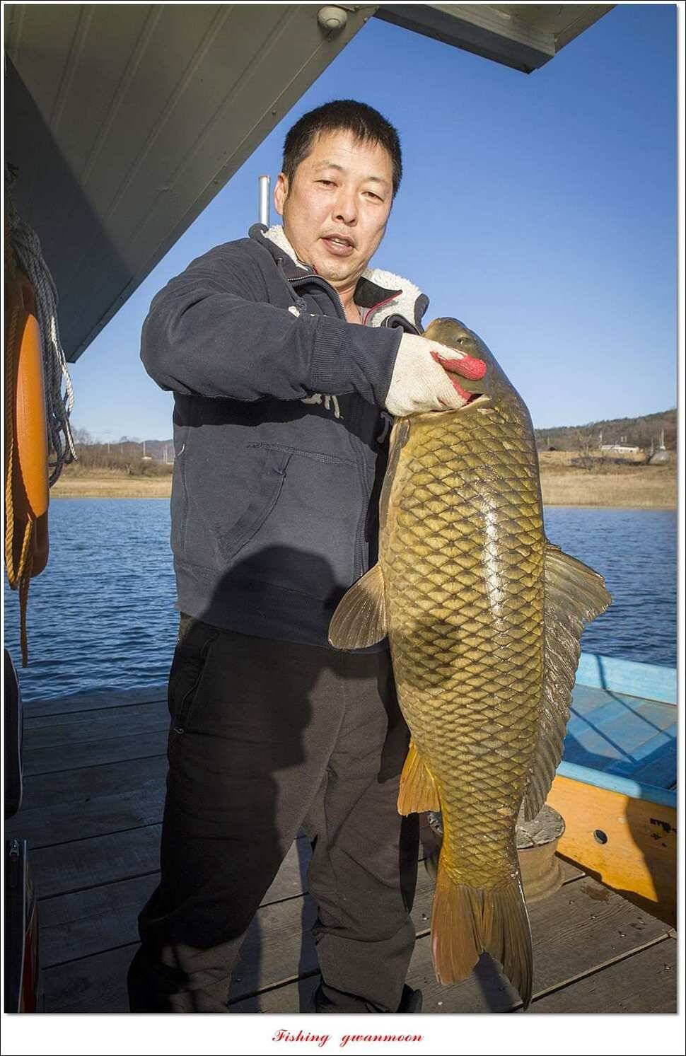 실리곡한버들 월척 및 대형 잉어 조황 (조황조행기 - 특파원조황)