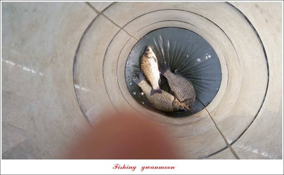 화곡지한버들돌감실리곡신매 조황 (조황조행기 - 특파원조황)