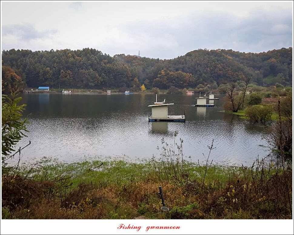 화곡지 사짜 및 조황 소식 (조황조행기 - 특파원조황)