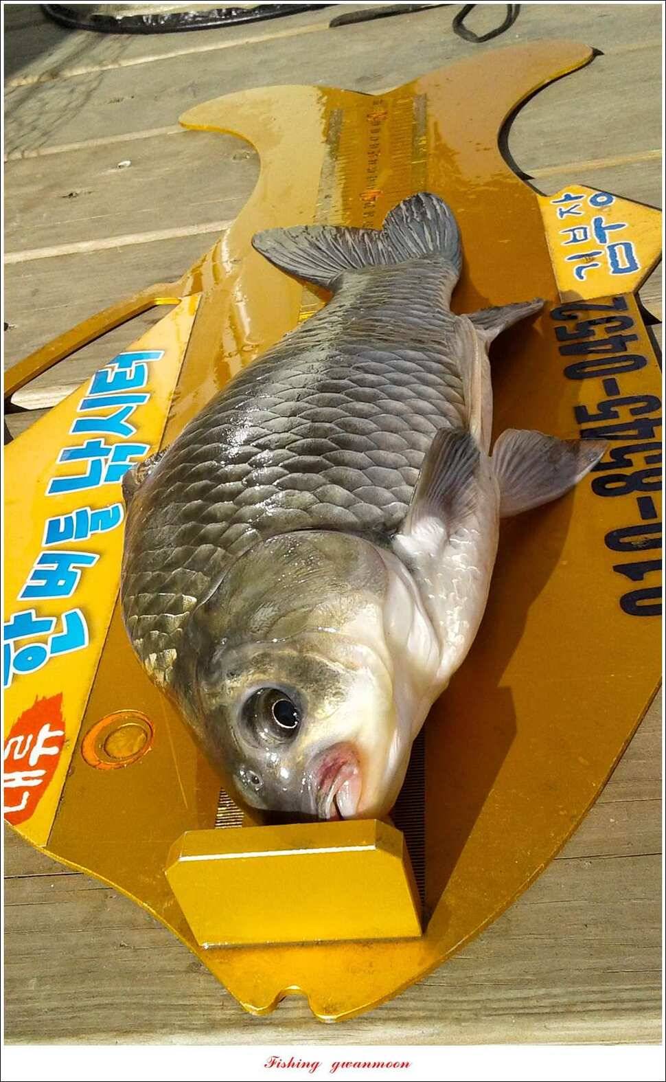 한버들 395 cm 및 마릿수 월척 조황 (조황조행기 - 특파원조황)