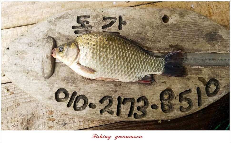 돌감늘푸른달천강 조황 및 소류지 사짜 (조황조행기 - 특파원조황)