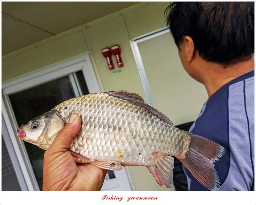 매전지화곡지돌감실리곡한버들 조황 (조황조행기 - 특파원조황)