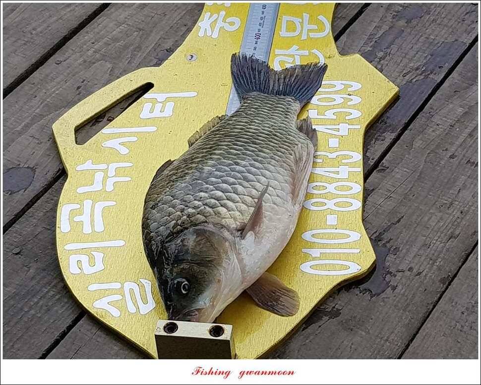 한버들 39 cm37cm실리곡 38 cm 조황 (조황조행기 - 특파원조황)