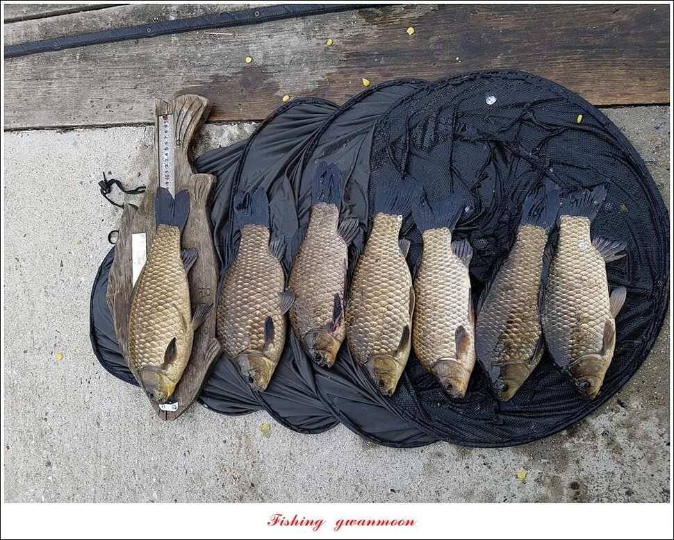 실리곡 사짜화곡지 사짜한버들 38cm 조황 (조황조행기 - 특파원조황)