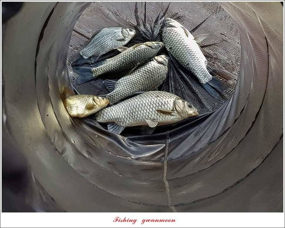 한버들실리곡 월척 조황 (조황조행기 - 특파원조황)