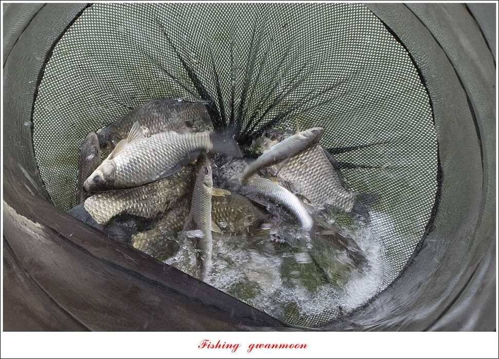 늘푸른실리곡한버들노지 조황 (조황조행기 - 특파원조황)