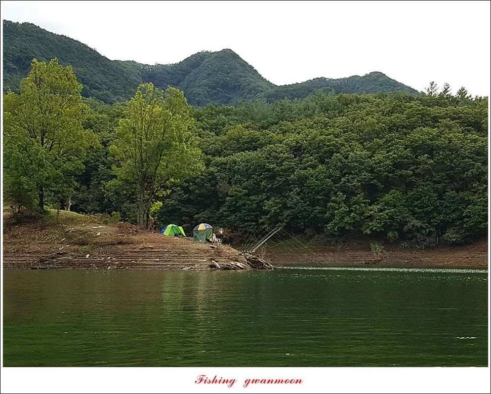 돌감 42cm한버들늘푸른병호달천강 월척 조황 (조황조행기 - 특파원조황)