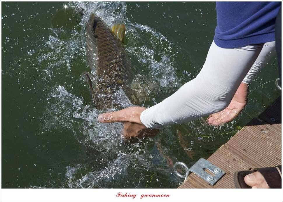 신매 435 cm40 cm청풍 신리 월척 조황 (조황조행기 - 특파원조황)