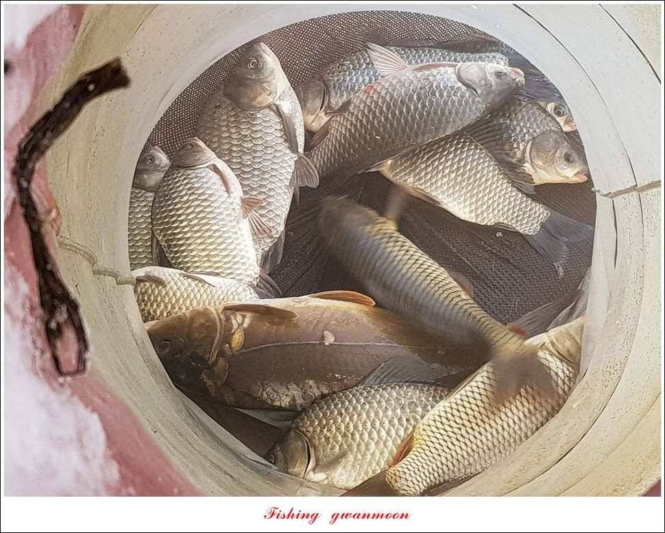 신매 415 cm실리곡 허리급 및 마릿수 월척 (조황조행기 - 특파원조황)