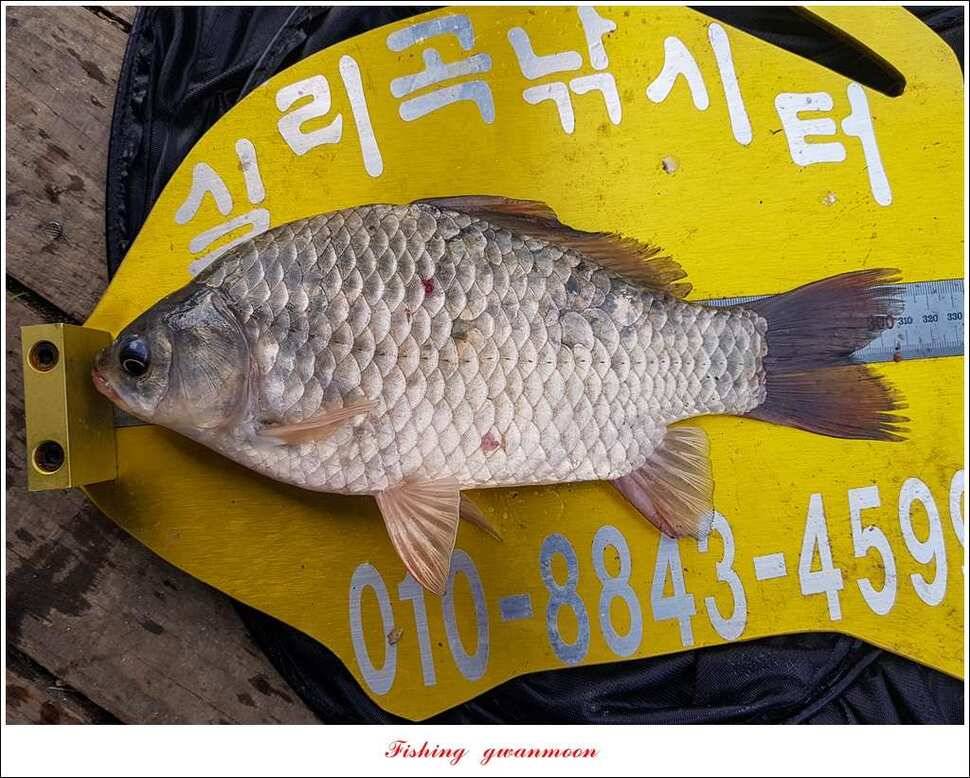 돌감 375 cm실리곡 월척 조황 (조황조행기 - 특파원조황)
