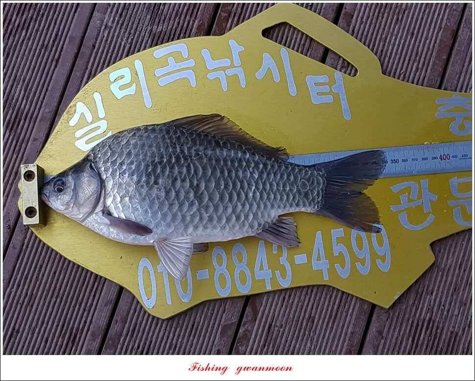 제일 사짜신매 허리급실리곡 허리급 월척 조황 (조황조행기 - 특파원조황)