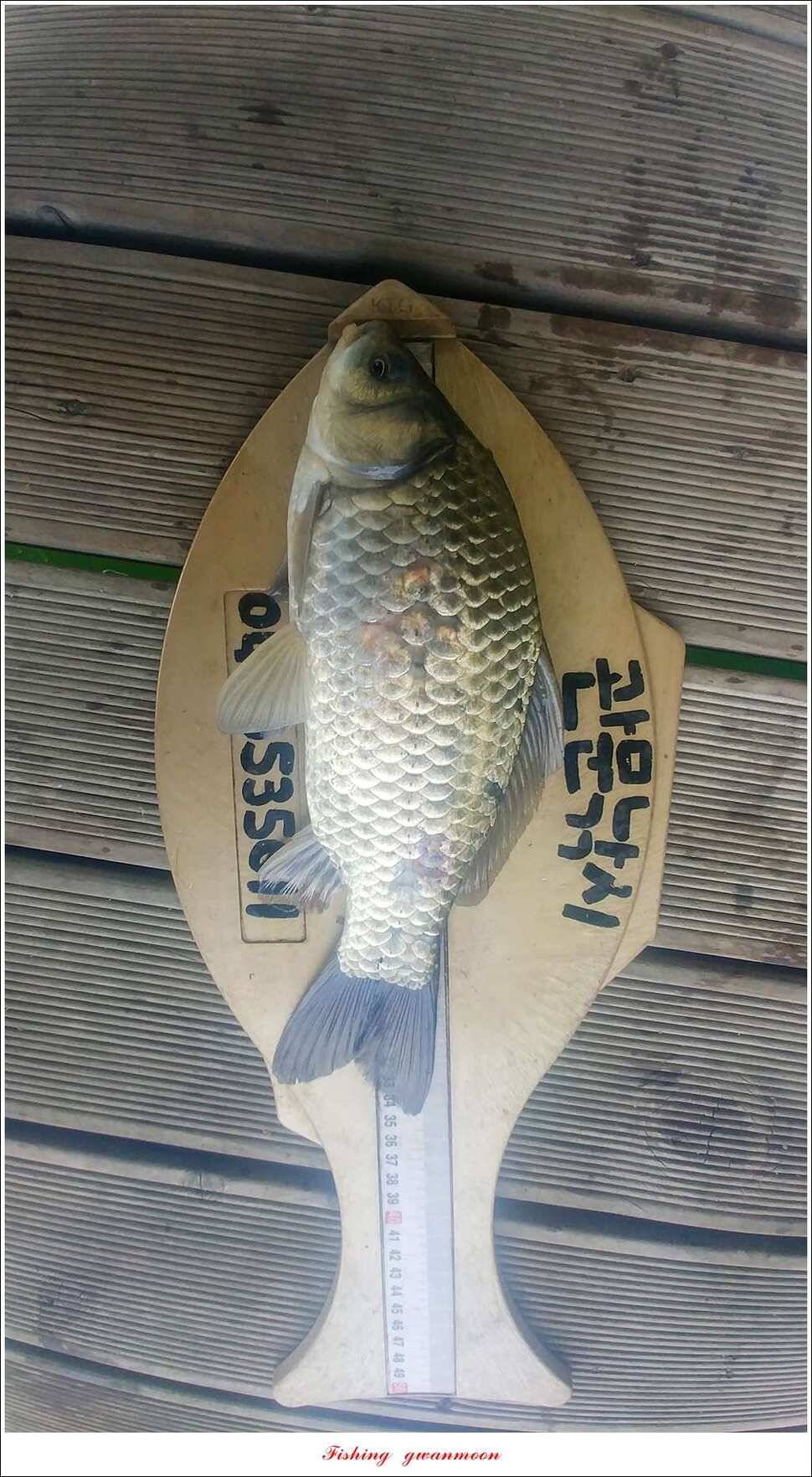 청풍 신리 44 cm 및 마릿수 월척 신매 월척 조황 (조황조행기 - 특파원조황)