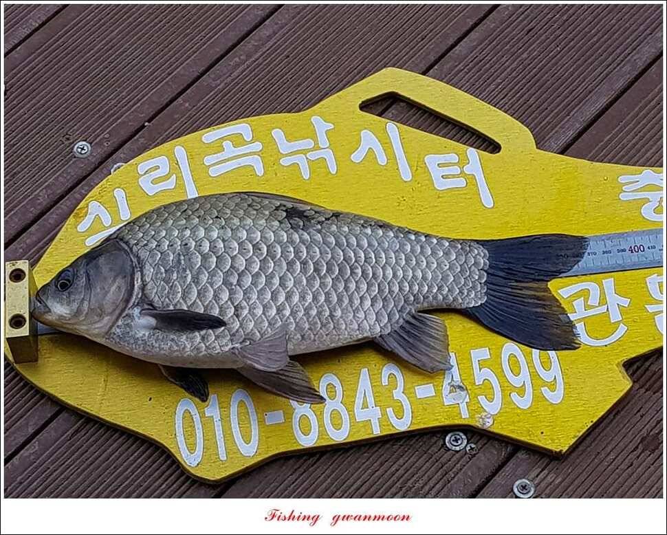 제일 사짜신매 허리급실리곡 허리급 월척 조황 (조황조행기 - 특파원조황)