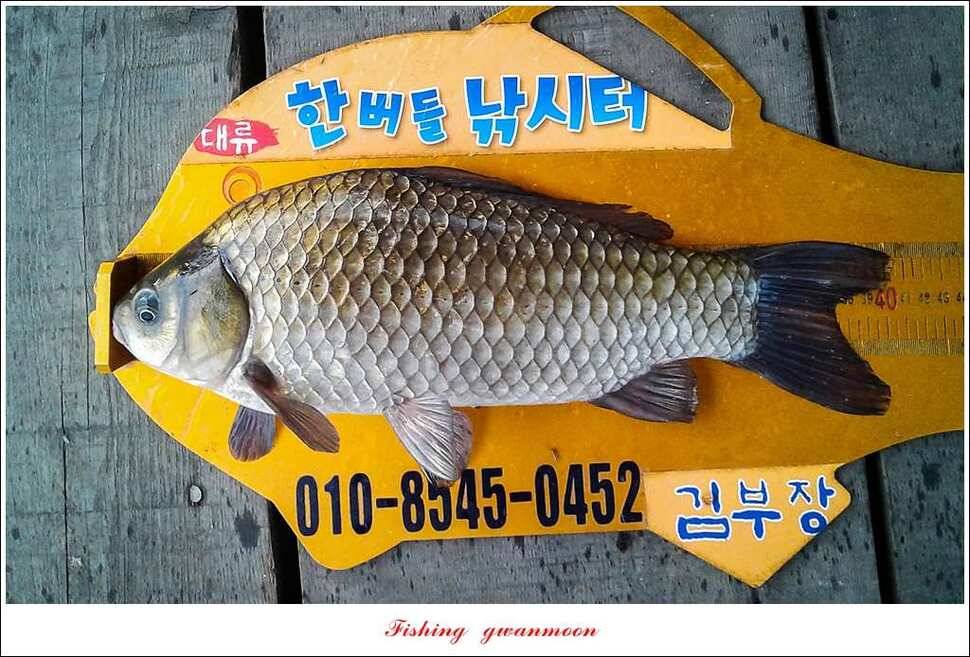 한버들 405 cm제일 39 cm실리곡 월척 및 마릿수 노지 조황 (조황조행기 - 특파원조황)