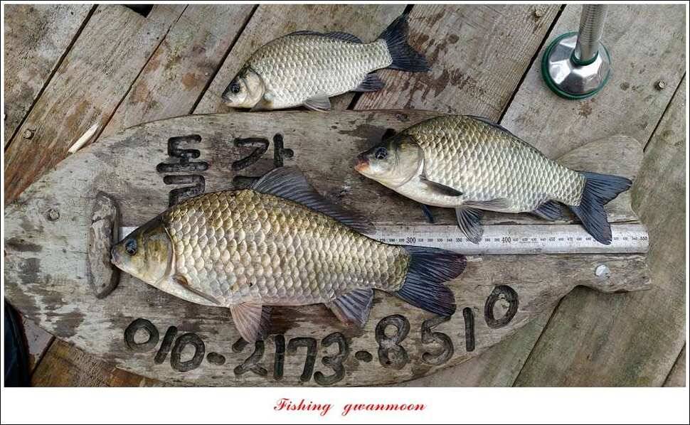 신매 42 cm 돌감 허리급한버들실리곡달천강 월척 조황 (조황조행기 - 특파원조황)