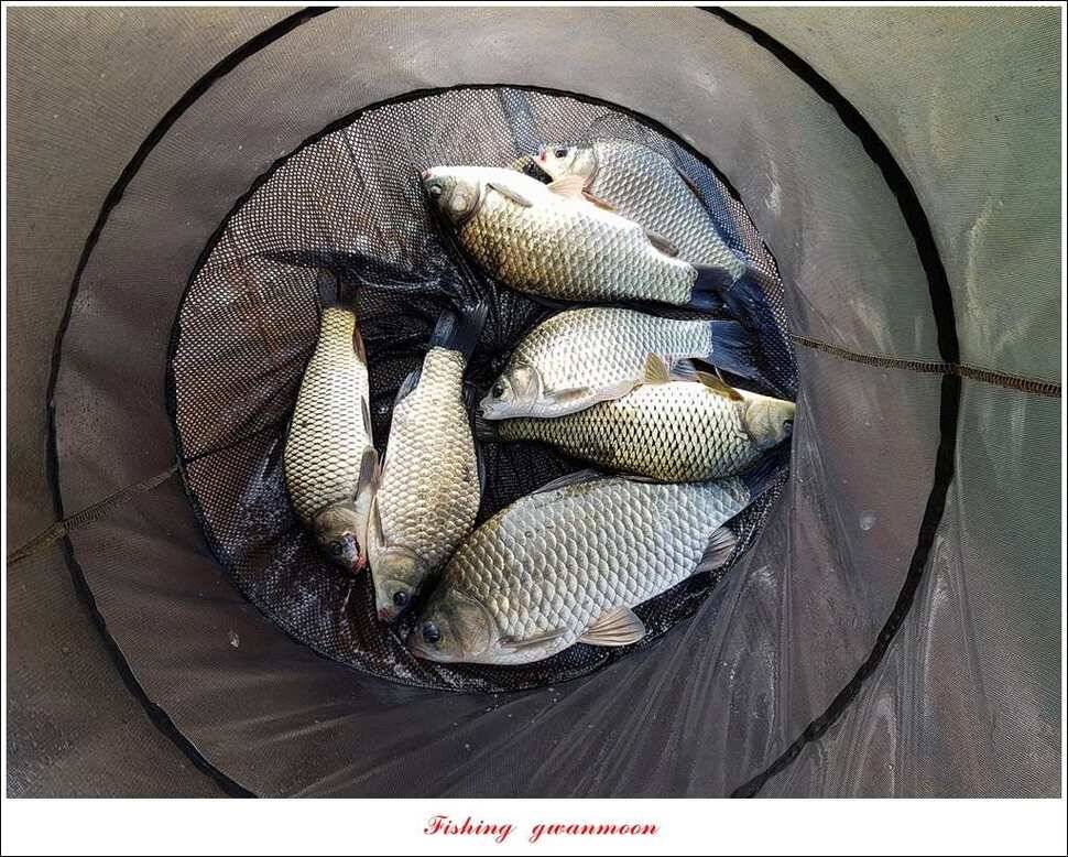 윤 낚시터 41 cm 늘푸른 16 kg 장어실리곡 37 cm한버들 월척 조황 (조황조행기 - 특파원조황)