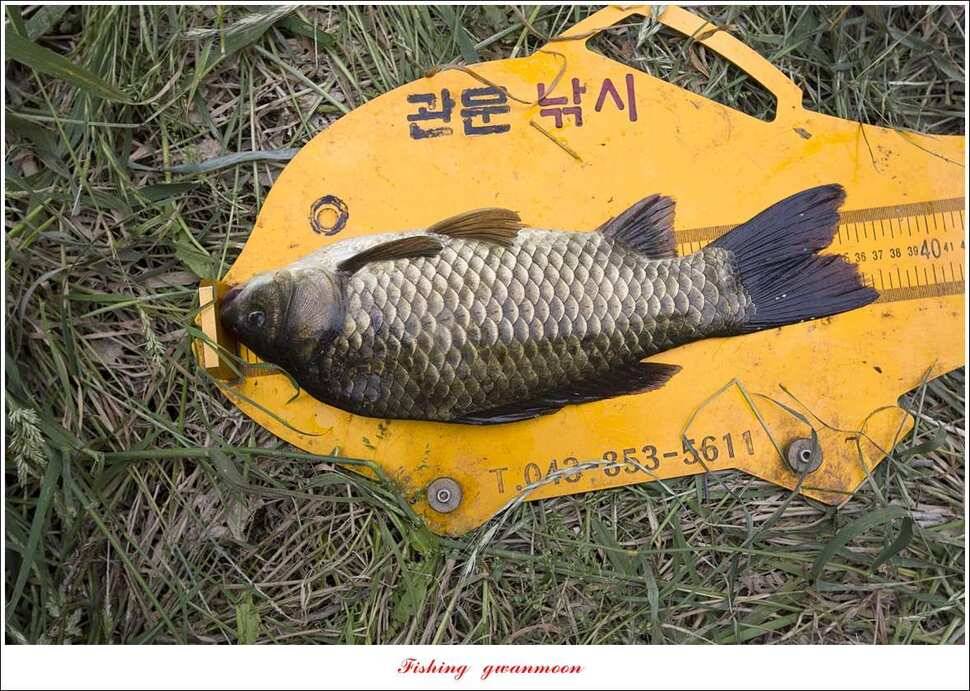 병호 45cm실리곡신리노지 월척 조황 (조황조행기 - 특파원조황)