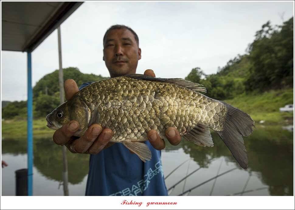 신매 40 cm 및 월척 조황 (조황조행기 - 특파원조황)