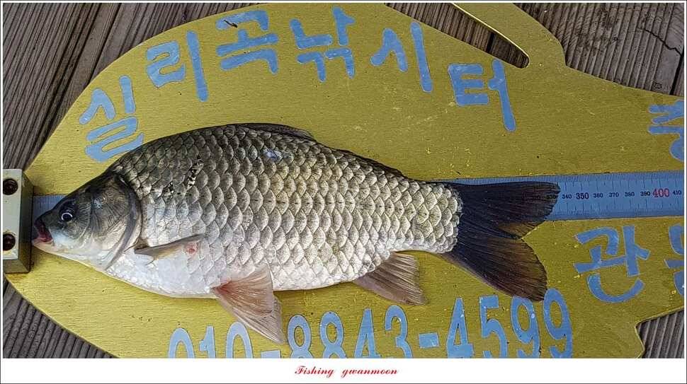 신매 405 cm서유석 장어돌감실리곡신리 월척 조황 (조황조행기 - 특파원조황)