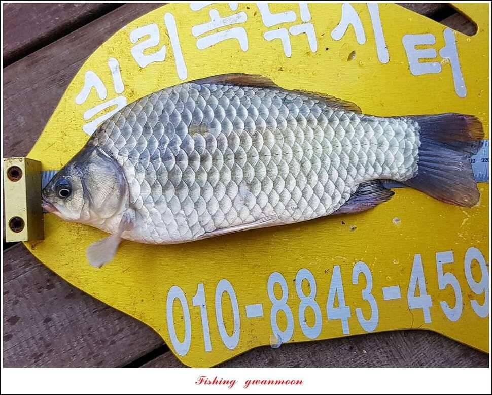늘푸른실리곡 허리급 월척 (조황조행기 - 특파원조황)