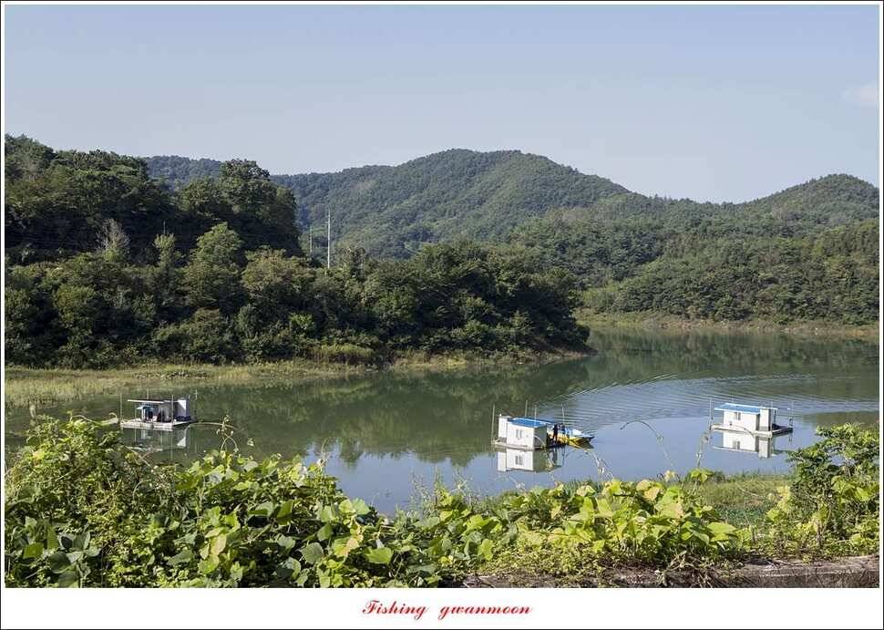 돌감 마릿수 월척실리곡 마릿수 월척칠성지소이지 월척 조황 (조황조행기 - 특파원조황)