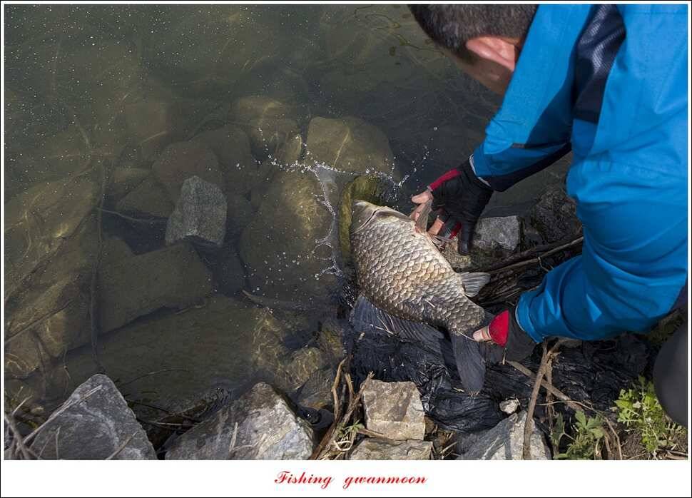 추평지 504 cm485 cm화곡지돌감실리곡 조황 (조황조행기 - 특파원조황)