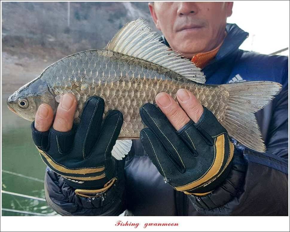 충주호 겨울 낚시빙어 낚시 (조황조행기 - 특파원조황)