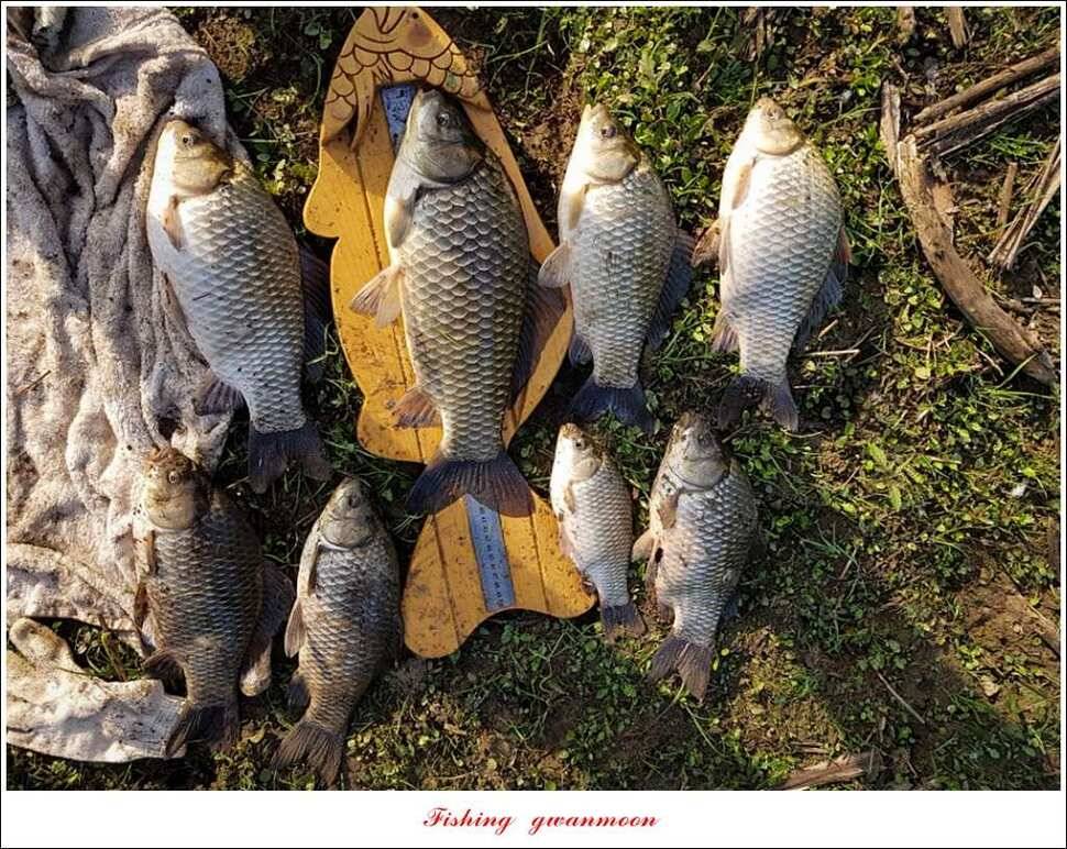 한버들 45 cm 외 사짜사짜 대박 (조황조행기 - 특파원조황)