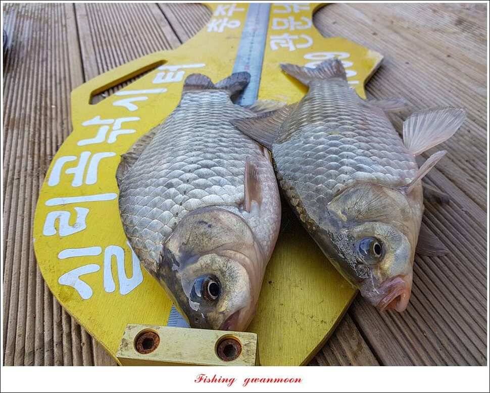 제일 47 cm 대물실리곡한버들 마릿수 월척 조황 (조황조행기 - 특파원조황)
