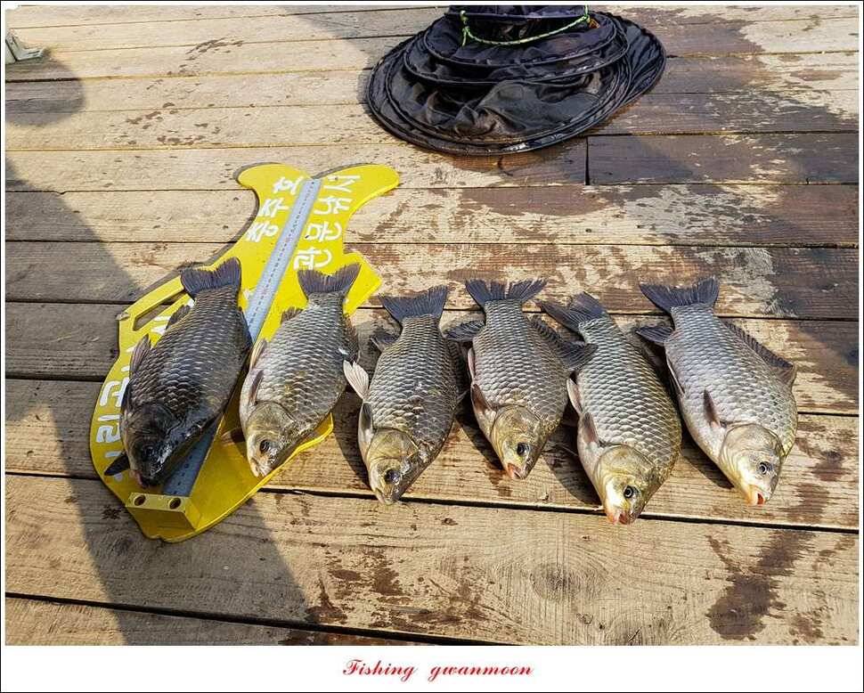 신매 415 cm실리곡 허리급 및 마릿수 월척 (조황조행기 - 특파원조황)