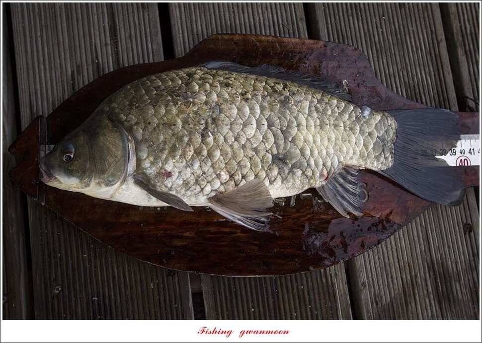 신매 40 cm 및 월척 조황 (조황조행기 - 특파원조황)