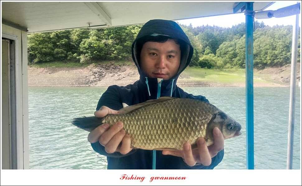 청풍 신리 44 cm 및 마릿수 월척 신매 월척 조황 (조황조행기 - 특파원조황)