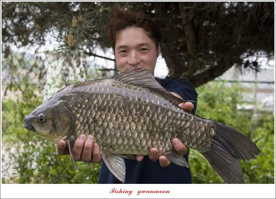 추평지 504 cm485 cm화곡지돌감실리곡 조황 (조황조행기 - 특파원조황)