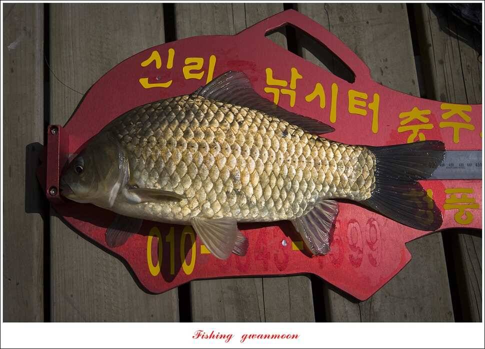 충주호 사짜 대박칠성지 사짜 (조황조행기 - 특파원조황)