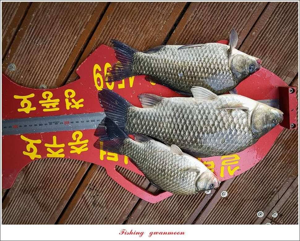 화곡지 사짜실리곡 월척 및 마릿수 조황 (조황조행기 - 특파원조황)