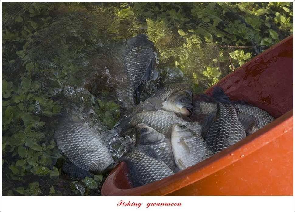 실리곡 사짜화곡지 사짜한버들 38cm 조황 (조황조행기 - 특파원조황)