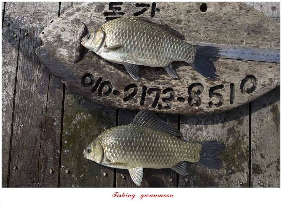 돌감 40 cm40 cm신리 42 cm 화곡지 사짜 조황 (조황조행기 - 특파원조황)
