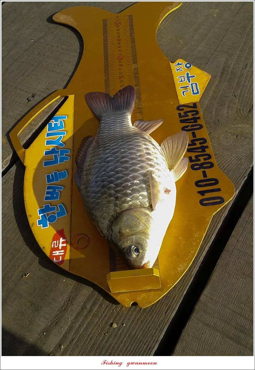 실리곡 사짜화곡지 사짜한버들 38cm 조황 (조황조행기 - 특파원조황)