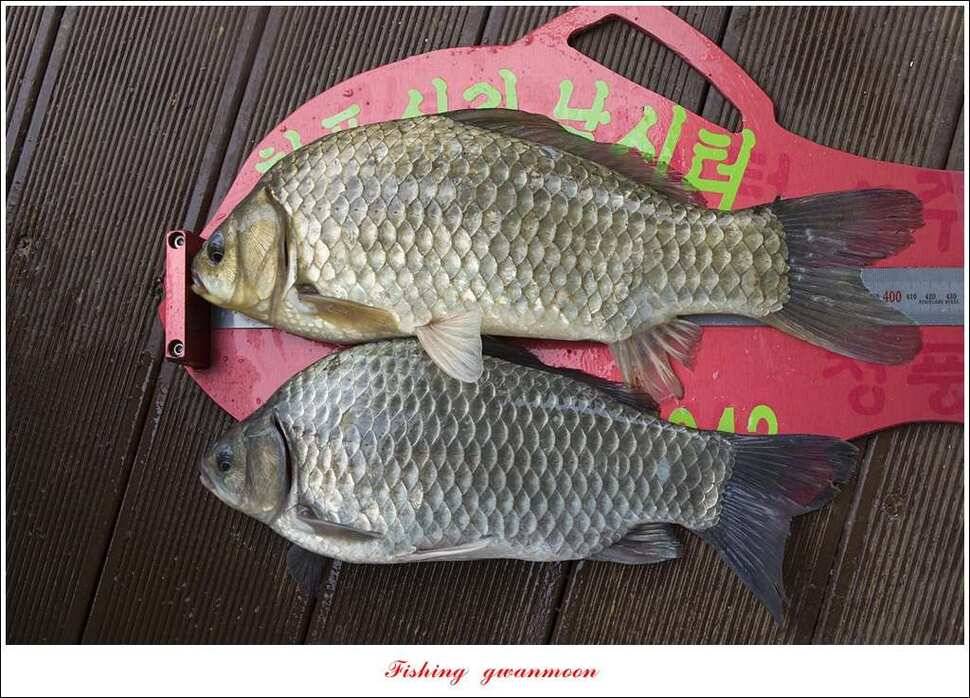 돌감 40 cm40 cm신리 42 cm 화곡지 사짜 조황 (조황조행기 - 특파원조황)