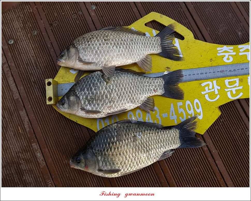 실리곡 마릿수 월척 조황 (조황조행기 - 특파원조황)