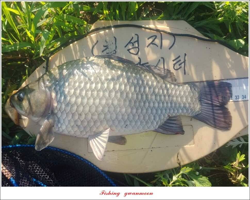 실리곡 435 cm 대물칠성지화곡지 조황 (조황조행기 - 특파원조황)