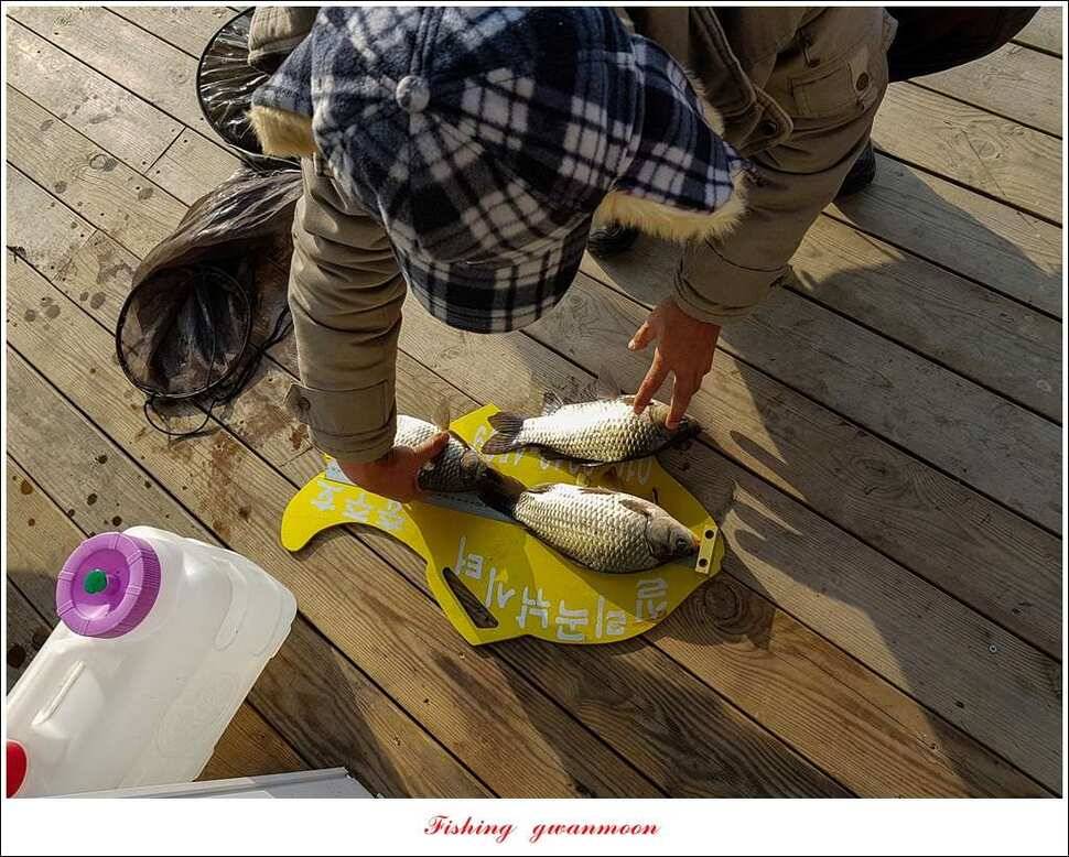 제일 사짜신매 허리급실리곡 허리급 월척 조황 (조황조행기 - 특파원조황)
