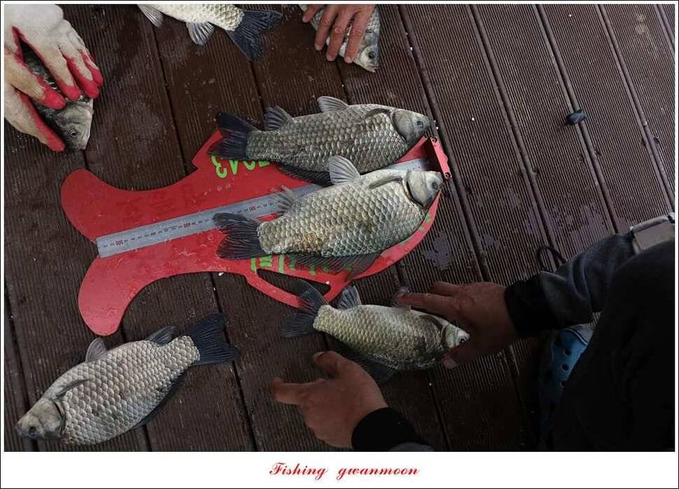 돌감 40 cm40 cm신리 42 cm 화곡지 사짜 조황 (조황조행기 - 특파원조황)