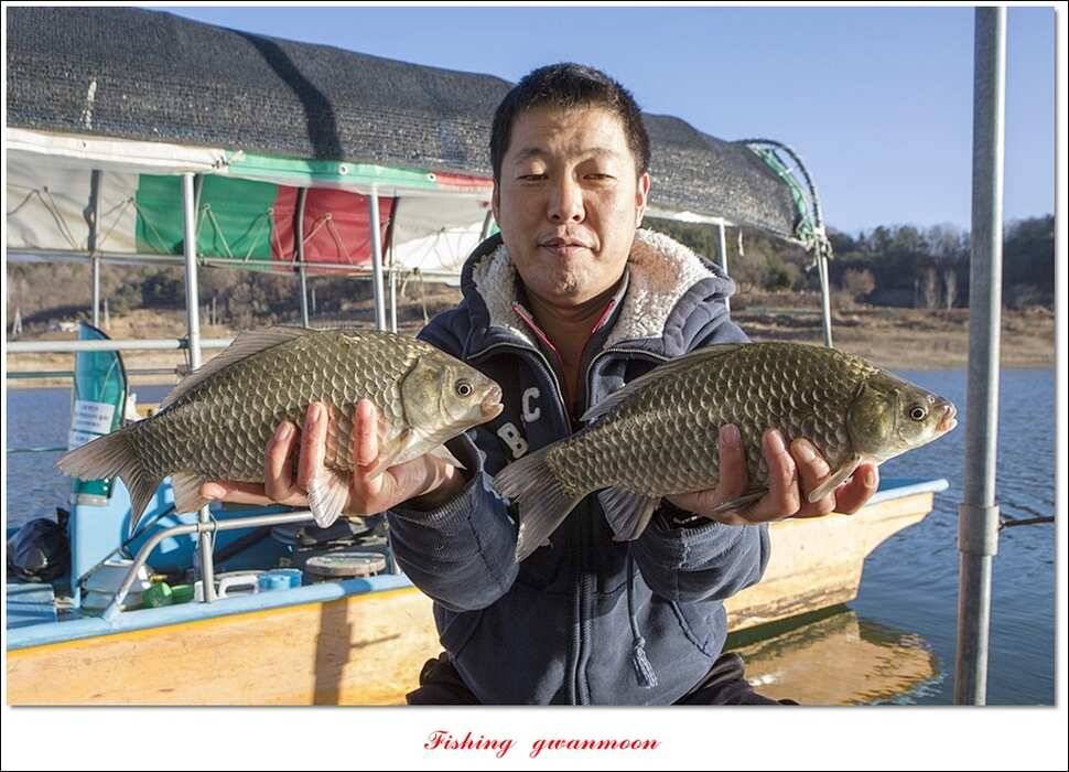 실리곡한버들 월척 및 대형 잉어 조황 (조황조행기 - 특파원조황)